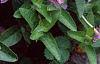 Ruellia humilis, habit