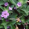Ruellia humilis, habit