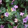 Ruellia humilis, habit