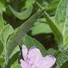 Ruellia humilis, flowers