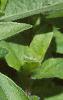 Ruellia humilis, flowers