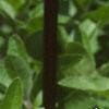 Ruellia humilis, flowers
