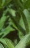 Ruellia humilis, flowers