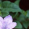 Ruellia humilis, flowers
