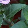 Ruellia humilis, flowers