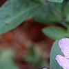 Ruellia humilis, flowers