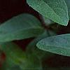 Ruellia humilis, flowers