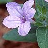 Ruellia humilis, flowers