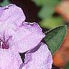 Ruellia humilis, flowers