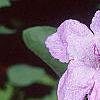 Ruellia humilis, flowers