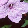 Ruellia humilis, flowers