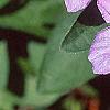 Ruellia humilis, flowers