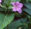 Ruellia strepens, habit