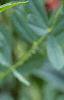 Ruellia strepens, habit