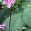 Ruellia strepens, habit