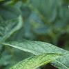 Ruellia strepens, habit