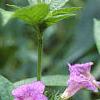 Ruellia strepens, habit