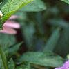 Ruellia strepens, habit