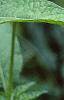 Ruellia strepens, habit