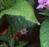 Ruellia strepens, habit