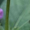 Ruellia strepens, flowers