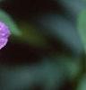 Ruellia strepens, flowers