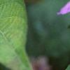 Ruellia strepens, flowers
