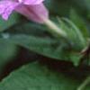 Ruellia strepens, flowers