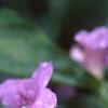 Ruellia strepens, flowers