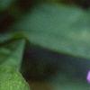 Ruellia strepens, flowers