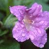 Ruellia strepens, flowers