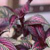 Strobilanthes dyerianus, habit