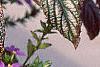 Strobilanthes dyerianus, habit