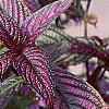 Strobilanthes dyerianus, habit