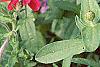 Strobilanthes dyerianus, habit