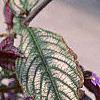 Strobilanthes dyerianus, habit