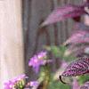 Strobilanthes dyerianus, habit