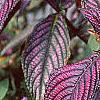 Strobilanthes dyerianus, habit