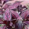 Strobilanthes dyerianus, habit