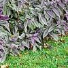 Strobilanthes dyerianus, habit