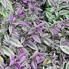 Strobilanthes dyerianus, habit