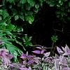 Strobilanthes dyerianus, habit