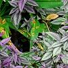 Strobilanthes dyerianus, habit