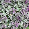 Strobilanthes dyerianus, habit