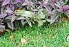 Strobilanthes dyerianus, habit