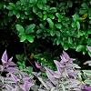 Strobilanthes dyerianus, habit