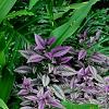 Strobilanthes dyerianus, habit