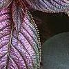 Strobilanthes dyerianus, leaves