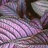 Strobilanthes dyerianus, leaves