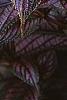 Strobilanthes dyerianus, leaves
